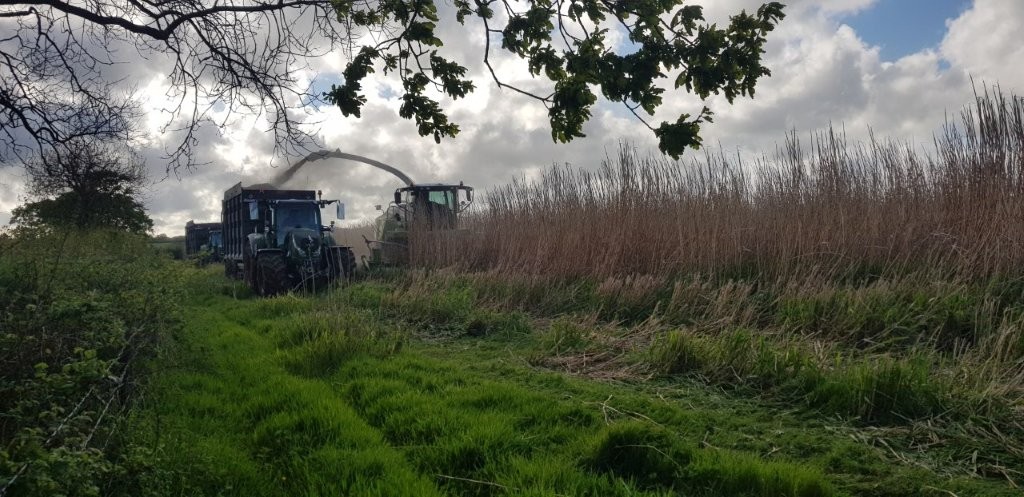 Harvesting miscanthus for biomass heating at West Heanton