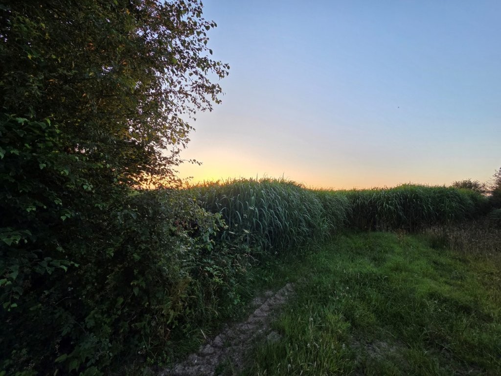 Miscanthus grass growing in the field at West Heanton